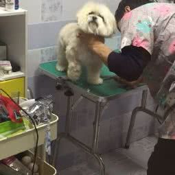 鹿岛精致宠物:武汉市黄陂区