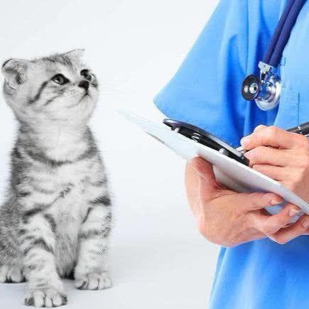 名望动物医院:十堰市茅箭区