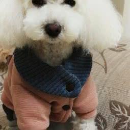 派多格宠物(丹江口店):十堰市丹江口市