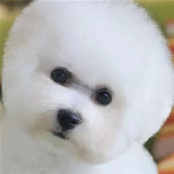 小猫小狗宠物生活馆:宜昌市伍家岗区