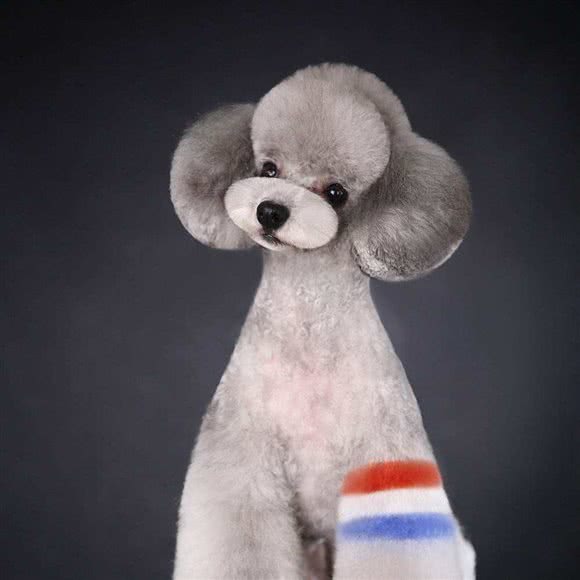 道格宠康小动物综合门诊:通辽市科尔沁区附属医院附近