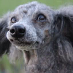 阿猫阿狗宠物生活会馆:孝感市孝南区