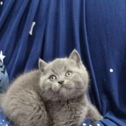 小考拉宠物:孝感市孝南区