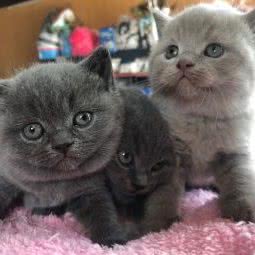 咪多宠物生活馆:孝感市孝南区