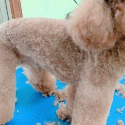 老友狗狗宠物生活馆:孝感市大悟县