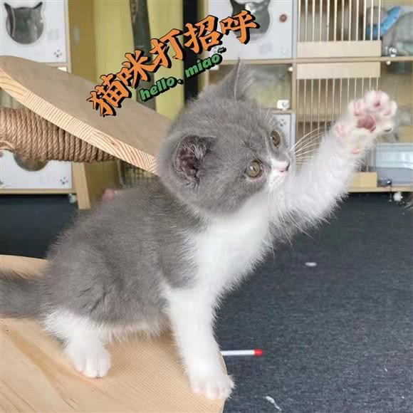 剧中人撸猫馆:孝感市云梦县