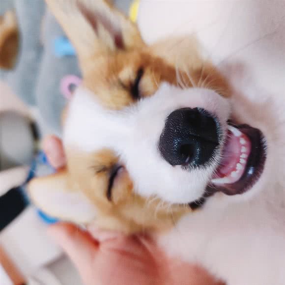 柯柴记·狗咖·柯基柴犬撸狗体验馆:鄂尔多斯市东胜区购物中心/民生广场附近