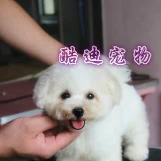 酷迪宠物(鄂尔多斯店):鄂尔多斯市东胜区购物中心/民生广场附近