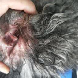 友好宠物诊疗中心:黄冈市武穴市