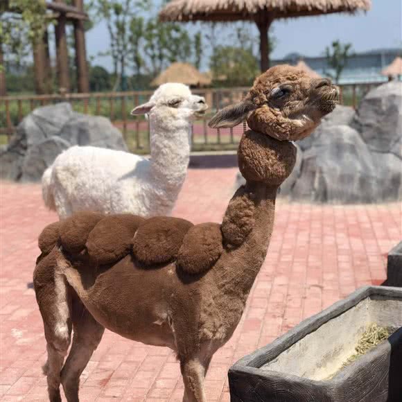 萌宠游乐园:咸宁市咸安区