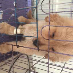 爱贝康宠物(大桥路店):恩施土家族苗族自治州恩施市