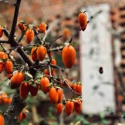 南湖宠物市场:长沙市芙蓉区