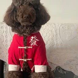 咿加咿宠物店:长沙市芙蓉区