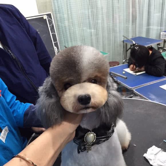 派多格宠物(汇一城店):长沙市芙蓉区