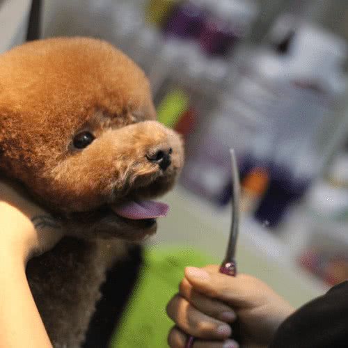 安贝宠物生活馆:长沙市芙蓉区