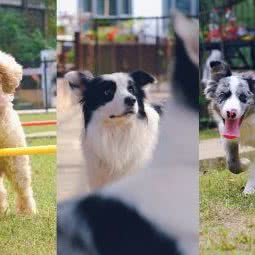 乐逍遥宠物乐园:长沙市开福区