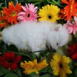 癸从山宠物殡葬善后火化:长沙市开福区