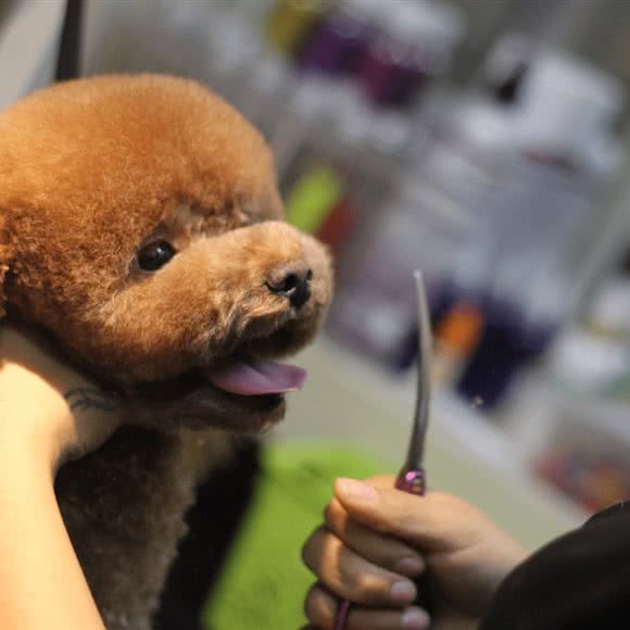 旺族宠物沙龙&医院:长沙市开福区