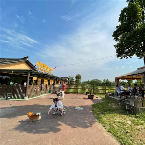 卓越宠物寄养训练乐园:长沙市望城区