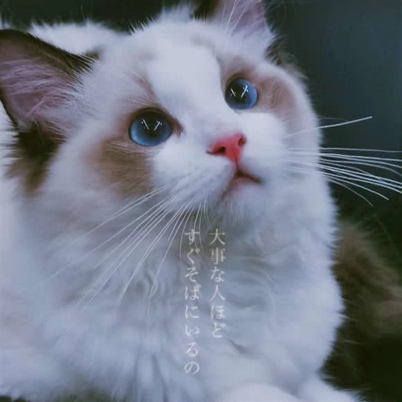 尾戒猫舍:株洲市天元区