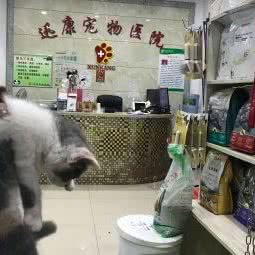 迅康宠物医院:湘潭市岳塘区