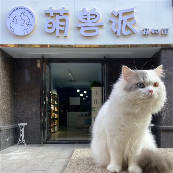 萌兽派宠物馆:衡阳市石鼓区