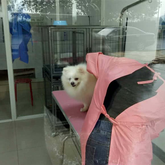 宠爱有佳宠物馆:衡阳市衡阳县