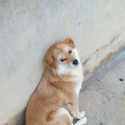 星萌宠物店:衡阳市常宁市