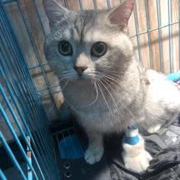 隆回县鸿康宠物医院:邵阳市隆回县