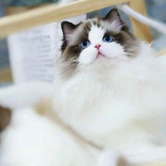 九九猫舍:北京城区朝阳区高碑店附近