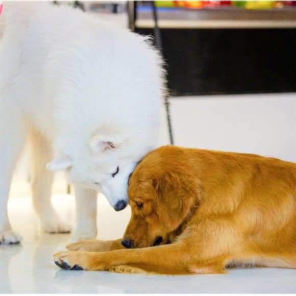 汪小窝狗咖(太原街店):沈阳市和平区太原街附近