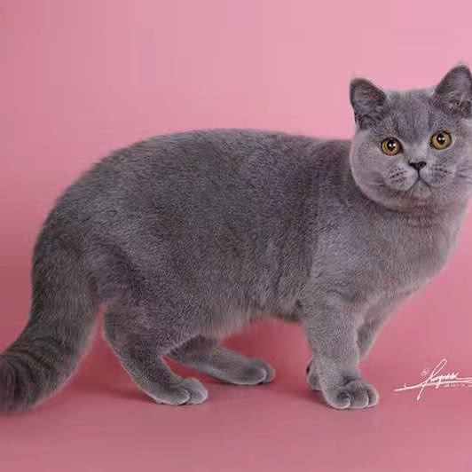 做我的猫(太原街店):沈阳市和平区太原街附近