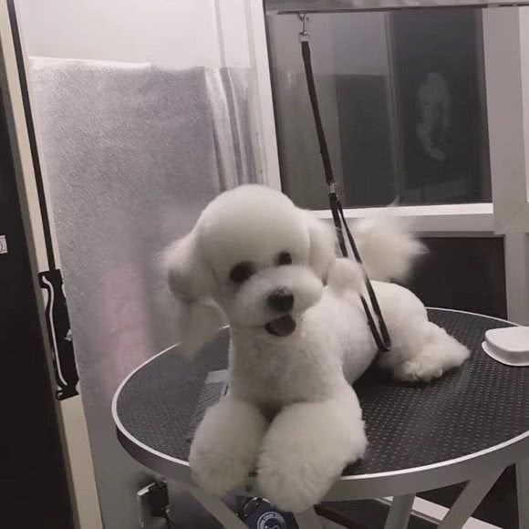 瑞亚宠物美容工作室:沈阳市和平区太原街附近