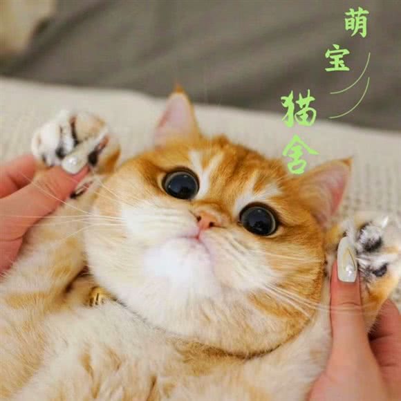 萌宝宠物猫舍:沈阳市和平区太原街附近