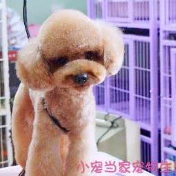 小宠当家(南京北街店):沈阳市和平区西塔/北市场附近