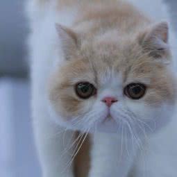 圣宠宠物(永州萌渚路店):永州市江华瑶族自治县