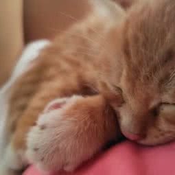 宠伴侣动物医院:娄底市新化县