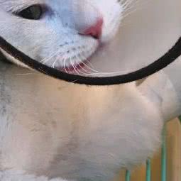 北宠动物门诊:沈阳市和平区西塔/北市场附近