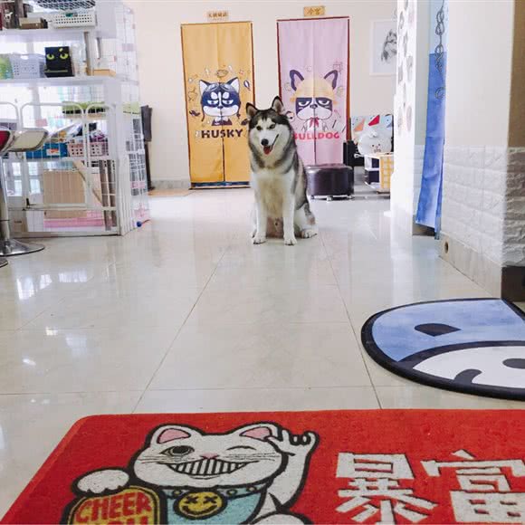 wow宠物美容寄养工作室:广州市荔湾区