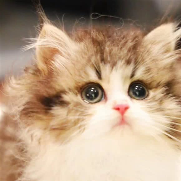 沐木宠物生活馆:北京城区朝阳区四惠附近