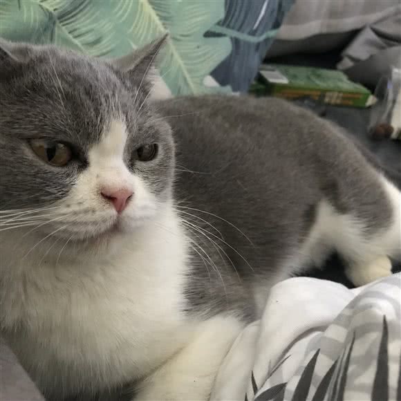 CHEESTIN·英国短毛猫:广州市荔湾区