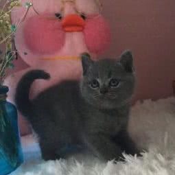 狗场犬舍:广州市荔湾区