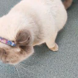 宠安朵动物医院:沈阳市和平区南市/马路湾附近