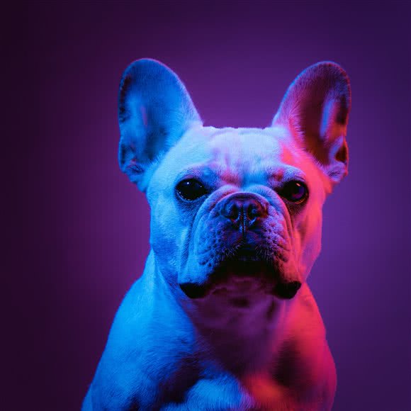 阿尔法宠物光影 Alpha dog image:广州市海珠区