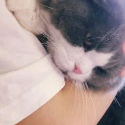 做我的猫:广州市海珠区