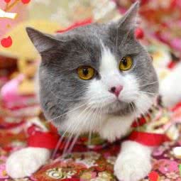 Living Dolls:广州市海珠区