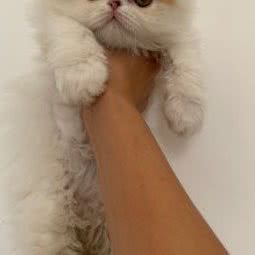 三胖猫舍:广州市海珠区