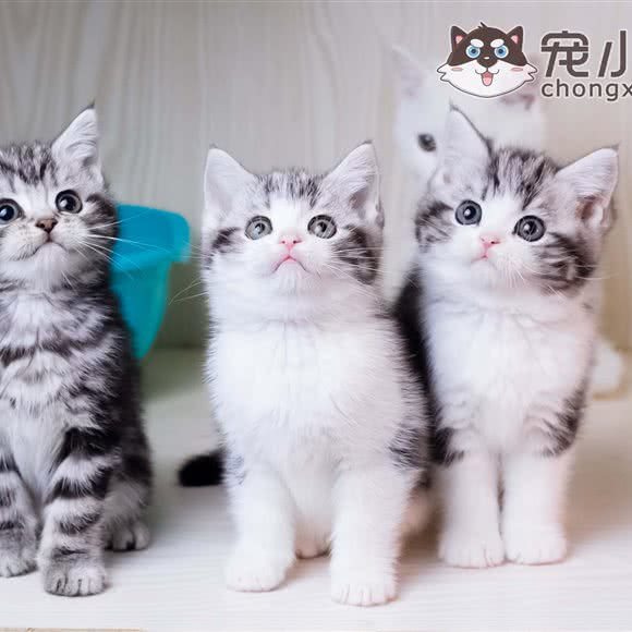 宠小二购宠连锁.纯种宠物猫舍犬舍(黄村店):广州市天河区