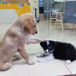 宠pet:广州市番禺区