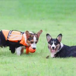 福禄娃萌宠园:广州市番禺区